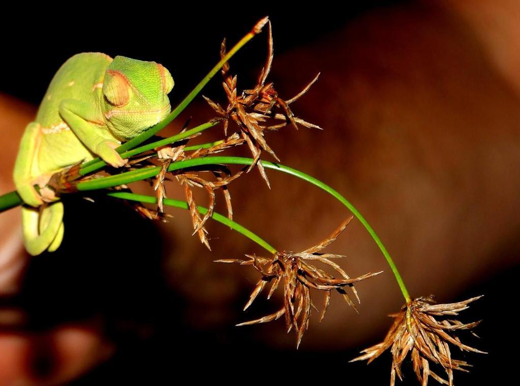 Buya Futhi Bed & Breakfast Saint Lucia Estuary Exteriér fotografie